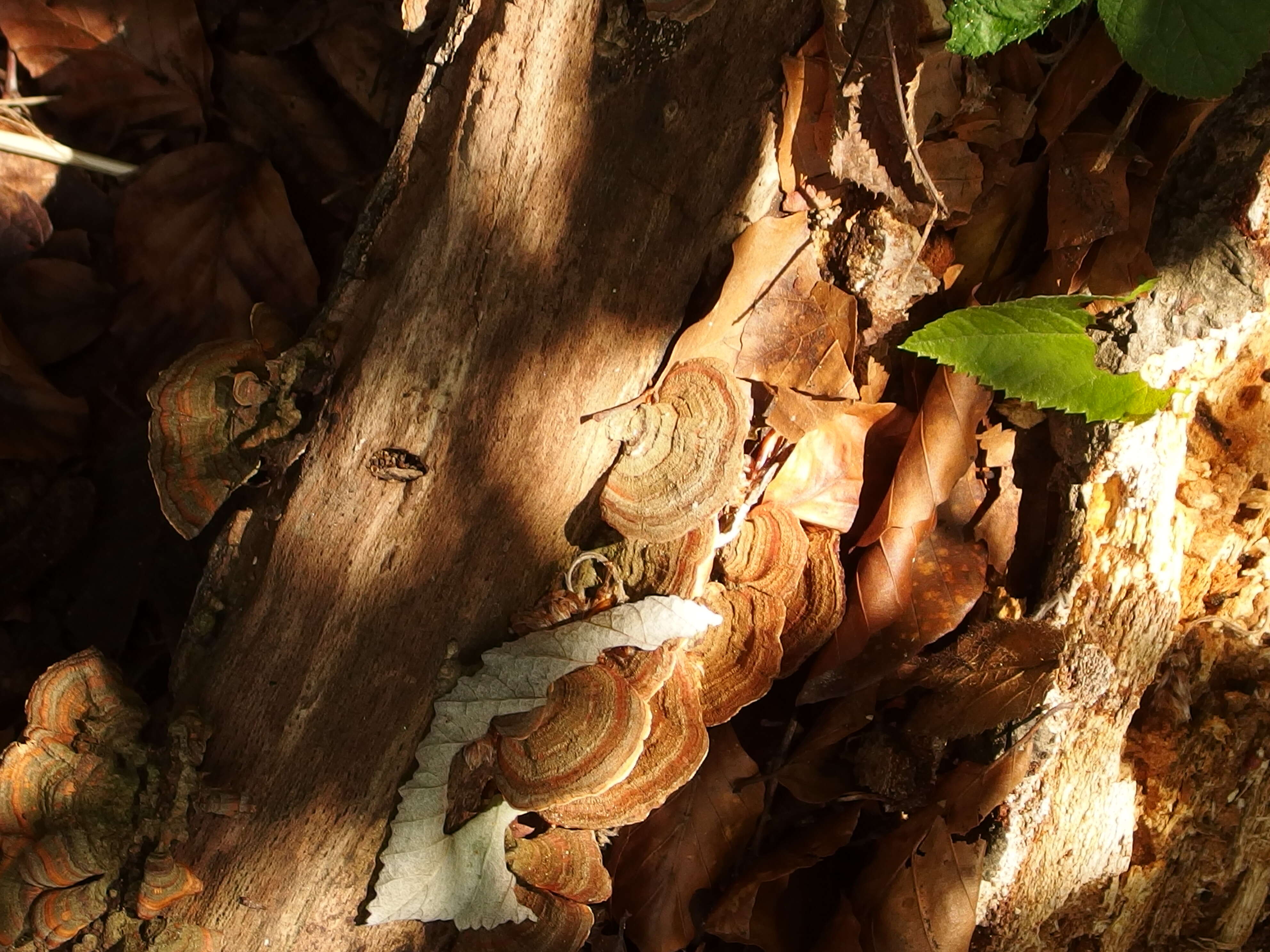 Image of Turkey Tail