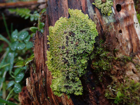 Sivun Pannaria leproloma (Nyl.) P. M. Jørg. kuva