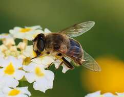 Image of drone fly