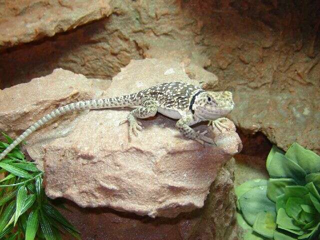 Image of Eastern Collared Lizard