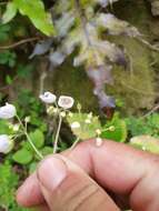 Image of New Zealand calceolaria