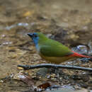 Image of Pin-tailed Parrot-Finch