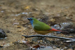 Image of Pin-tailed Parrot-Finch