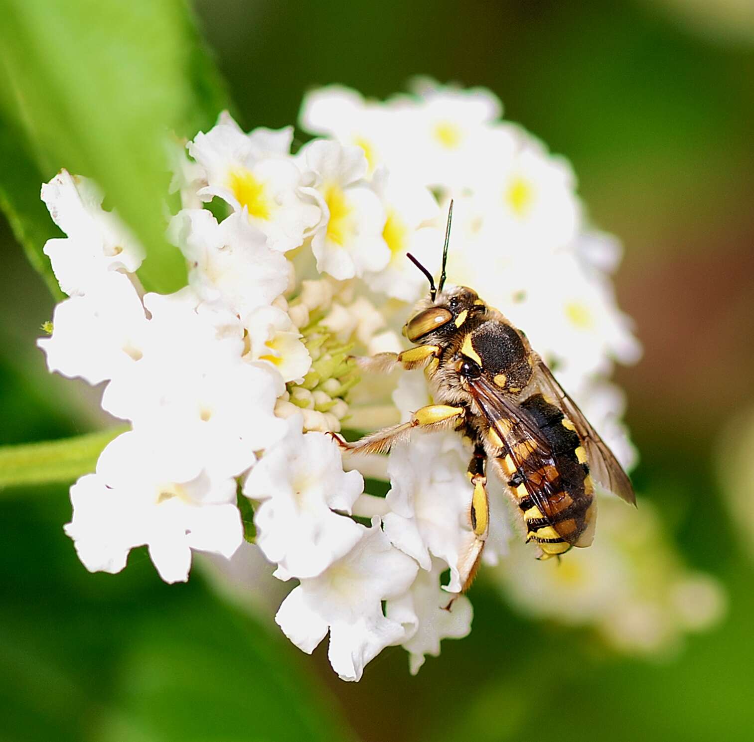 Image de Anthidium florentinum (Fabricius 1775)