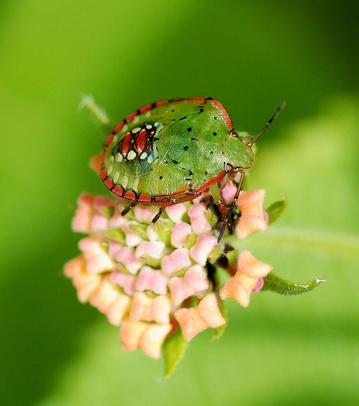 Image of Southern green stink bug