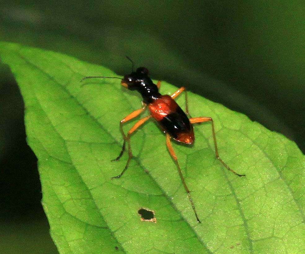 Image of Therates fasciatus fasciatus (Fabricius 1801)