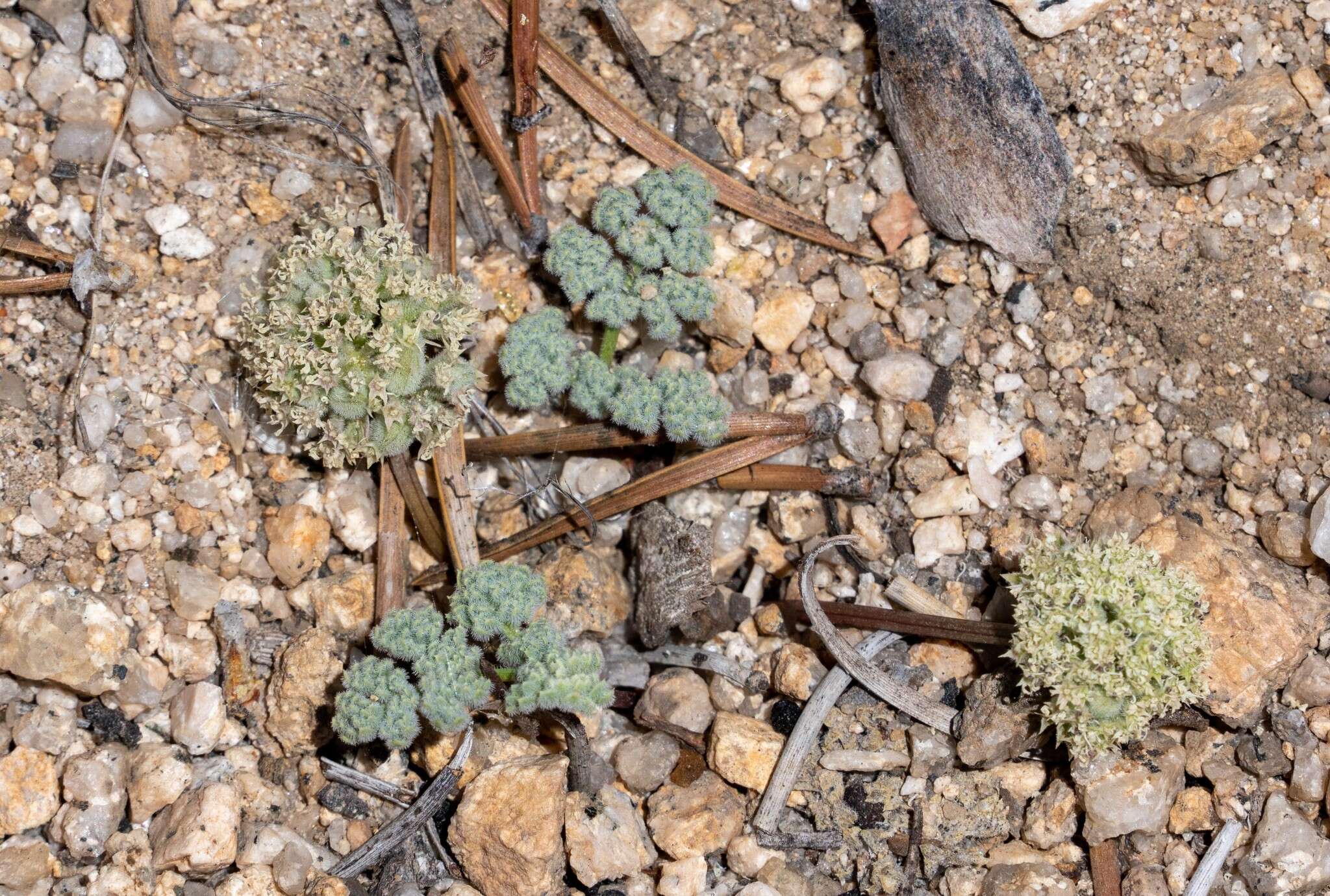 Image of pygmy mountainparsley