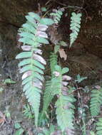 Image of palm fern