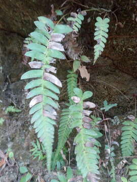 Image of palm fern