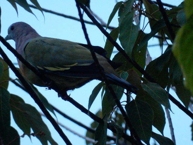Image of Pink-necked Green Pigeon