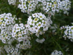 Image of sweet alyssum