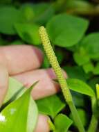 Image of Peperomia hirta C. DC.