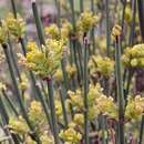 صورة Ephedra chilensis C. Presl