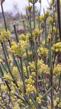 Imagem de Ephedra chilensis C. Presl