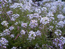 Image of sweet alyssum