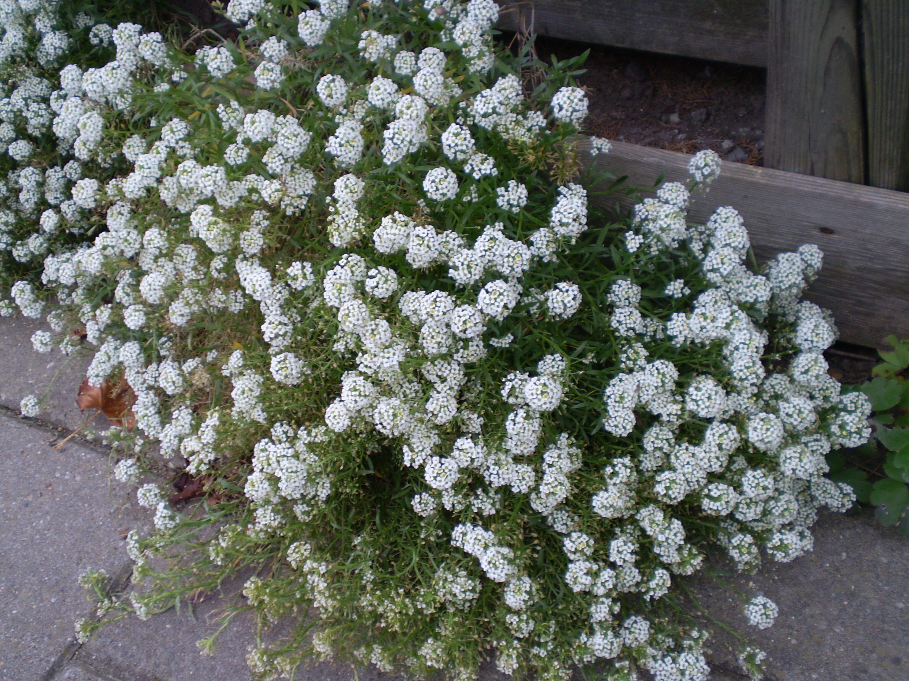 Image of sweet alyssum