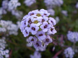 Image of sweet alyssum