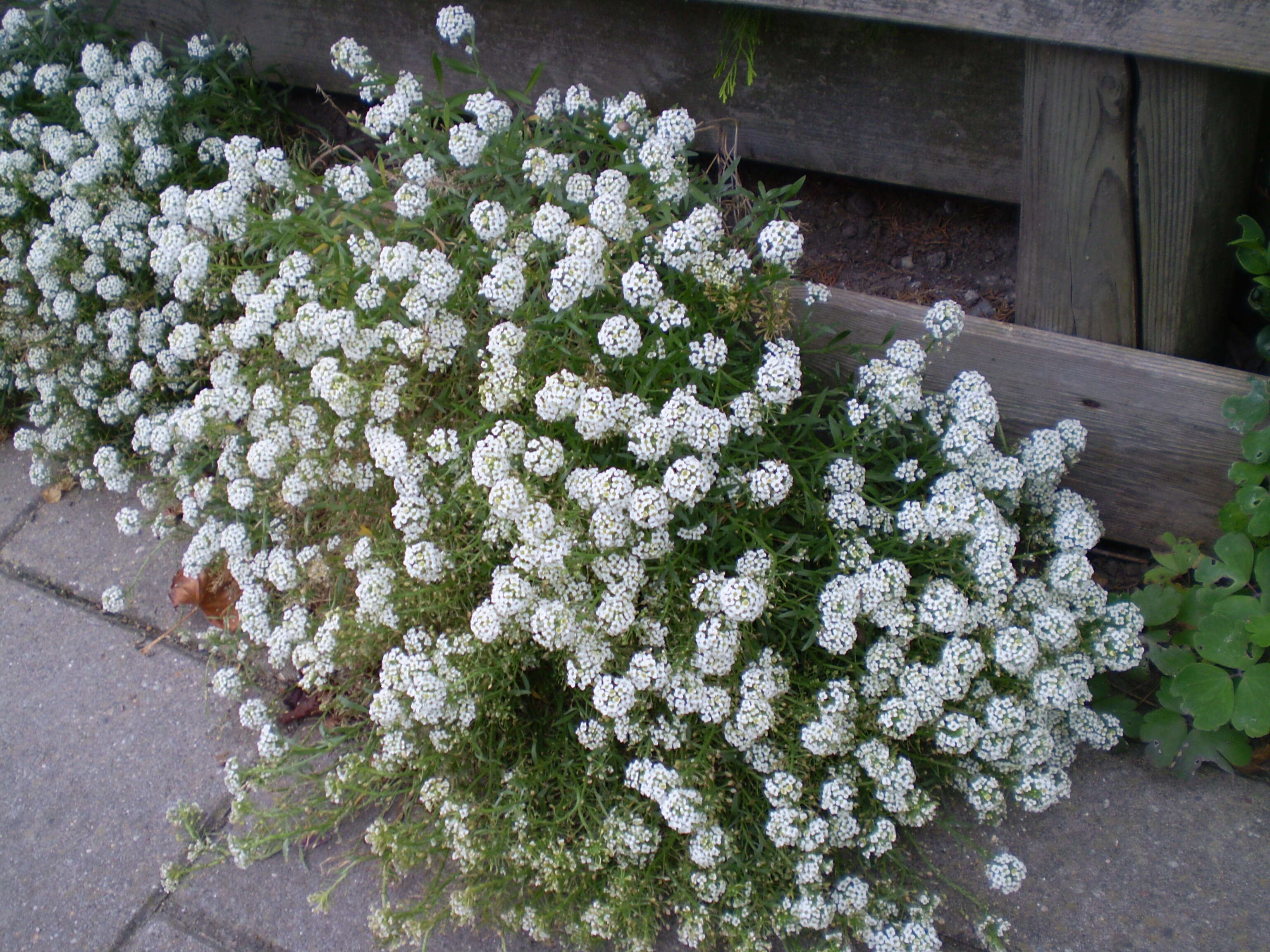 Image of sweet alyssum