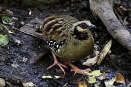 Image of Bar-backed Hill Partridge