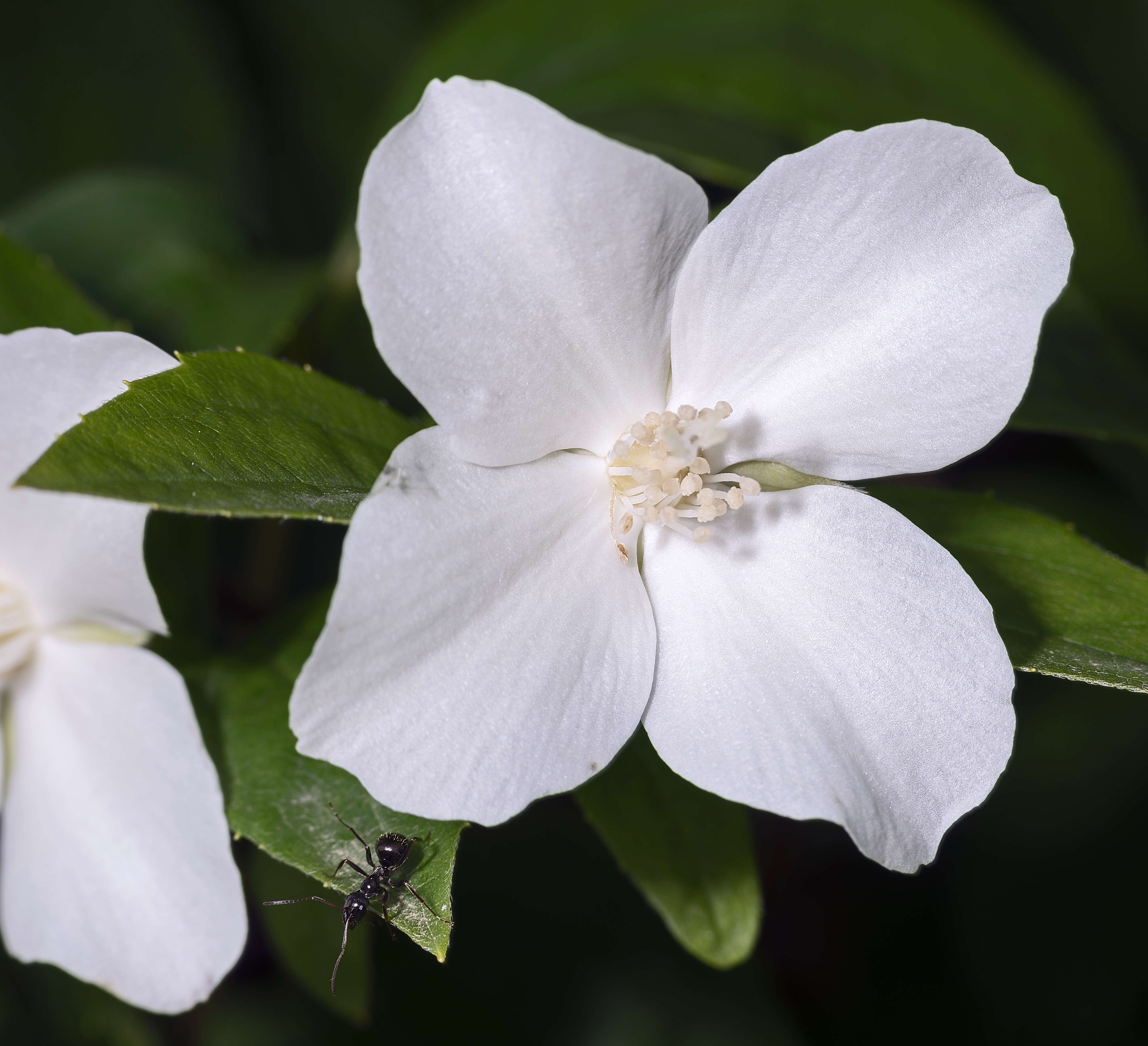 Image of sweet mock orange