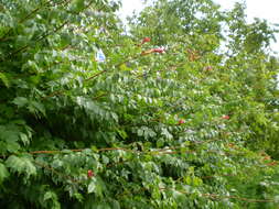 Image of trumpet creeper