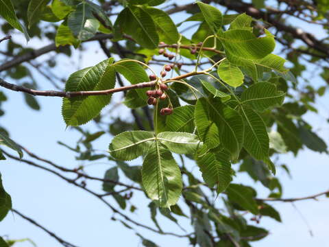 Image of Bursera kerberi Engl.