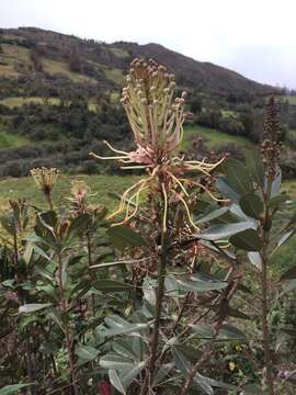 Imagem de Oreocallis grandiflora (Lam.) R. Br.