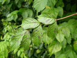 Image of trumpet creeper