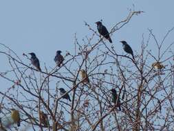 Image of Cape Glossy Starling