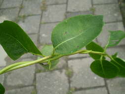 Image of Japanese honeysuckle