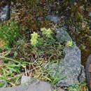 Image of northern Indian paintbrush