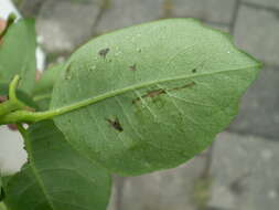 Image of Japanese honeysuckle