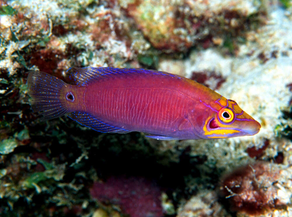 Image of Magenta Wrasse