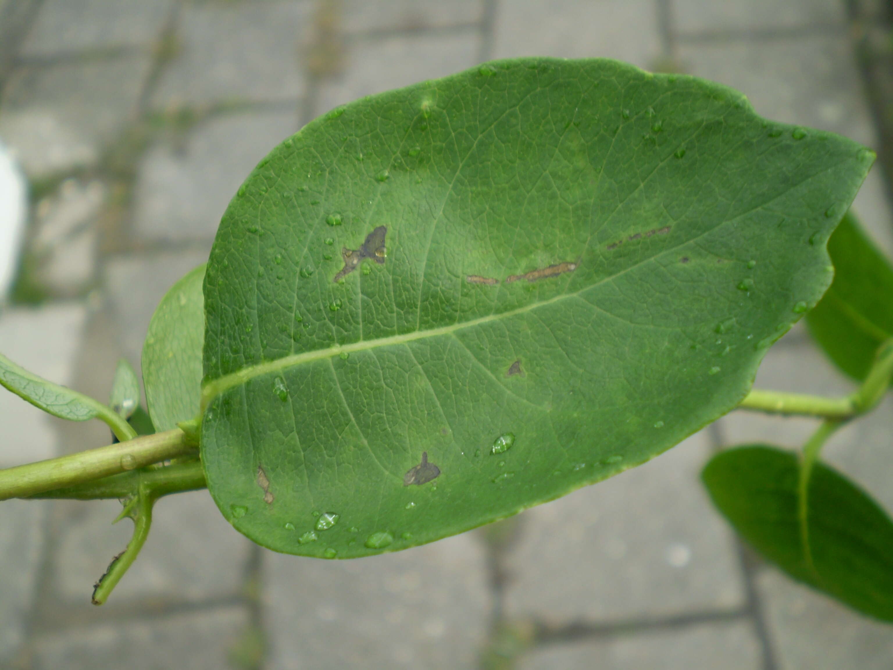 Image of Japanese honeysuckle