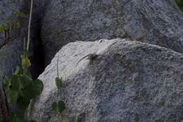 Image of Baja Blue Rock Lizard