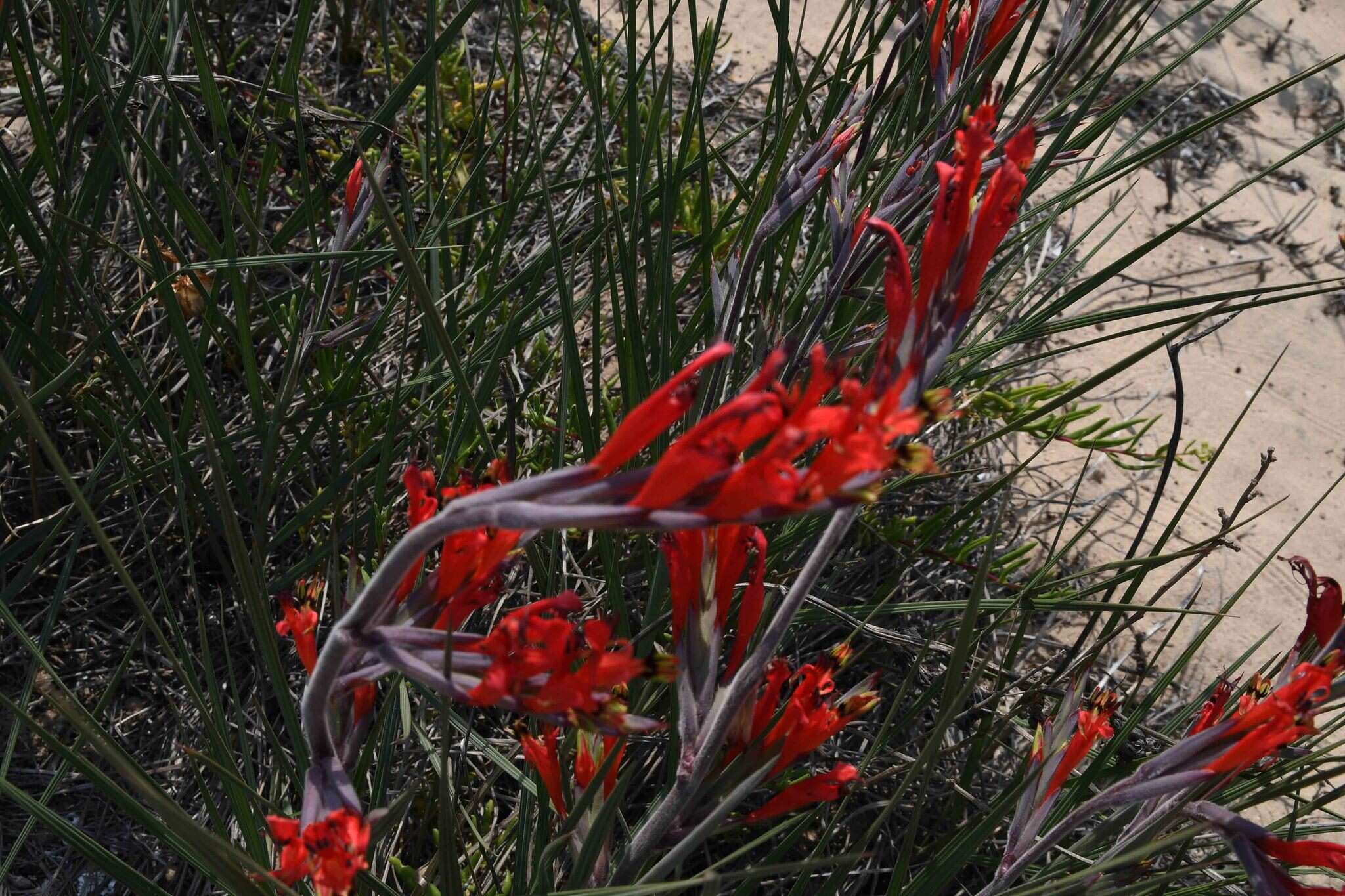 Image of Babiana hirsuta (Lam.) Goldblatt & J. C. Manning