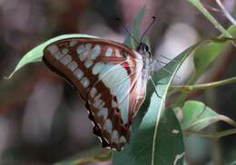 Слика од Graphium eurypylus (Linnaeus 1758)