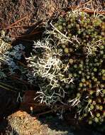 Image of Cladonia uncialis subsp. biuncialis (Hoffm.) M. Choisy