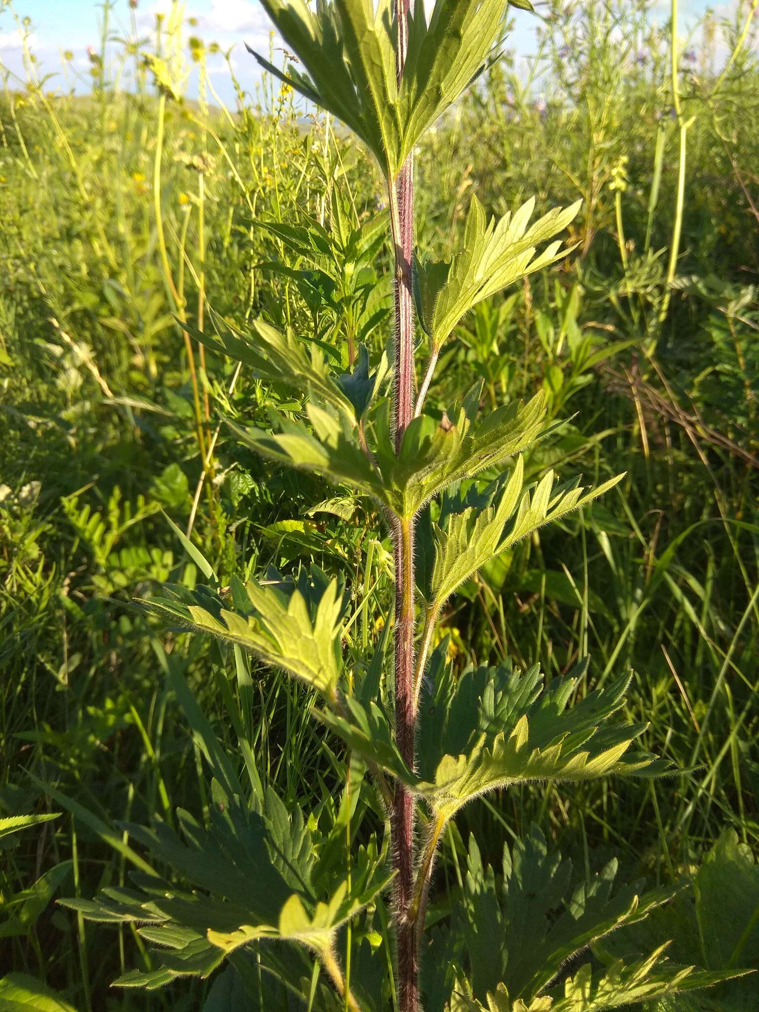 Image of Delphinium retropilosum (Huth) Sambuk