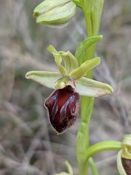 Image of Ophrys sphegodes subsp. massiliensis (Viglione & Véla) Kreutz