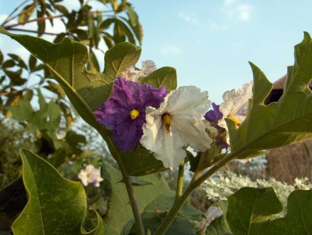 Image of eggplant