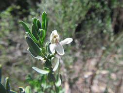 Image of Justicia cuneata Vahl