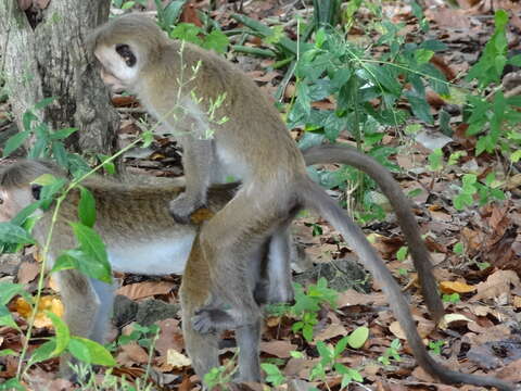 Image of Toque macaque