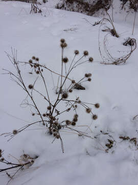 Image of greater burdock