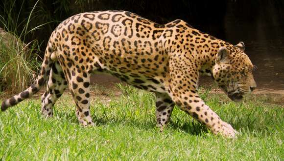 Image de Panthera onca palustris (Ameghino 1888)