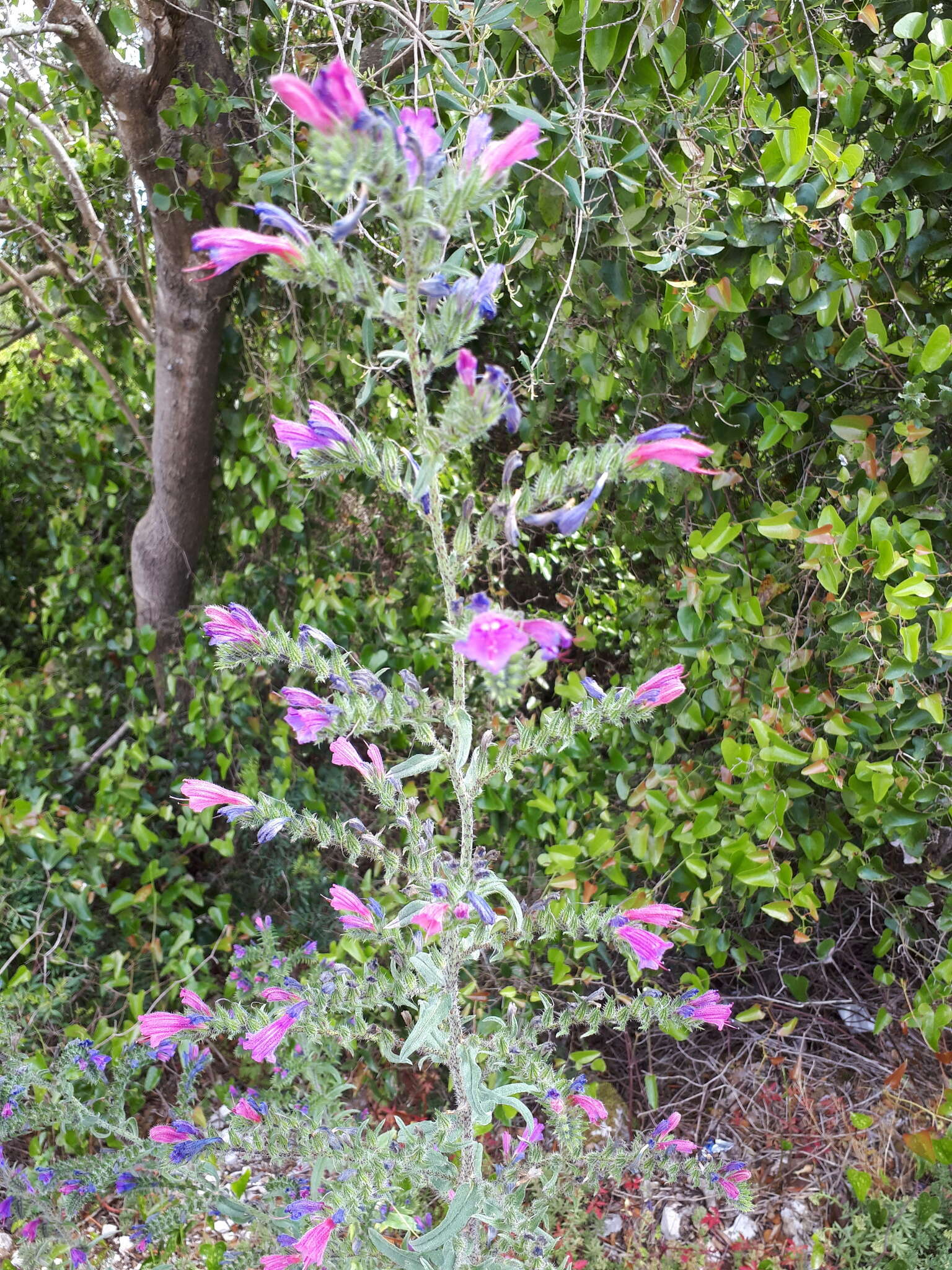 Image of Echium tuberculatum Hoffmanns. & Link