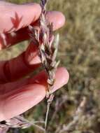 Image of Red Love Grass