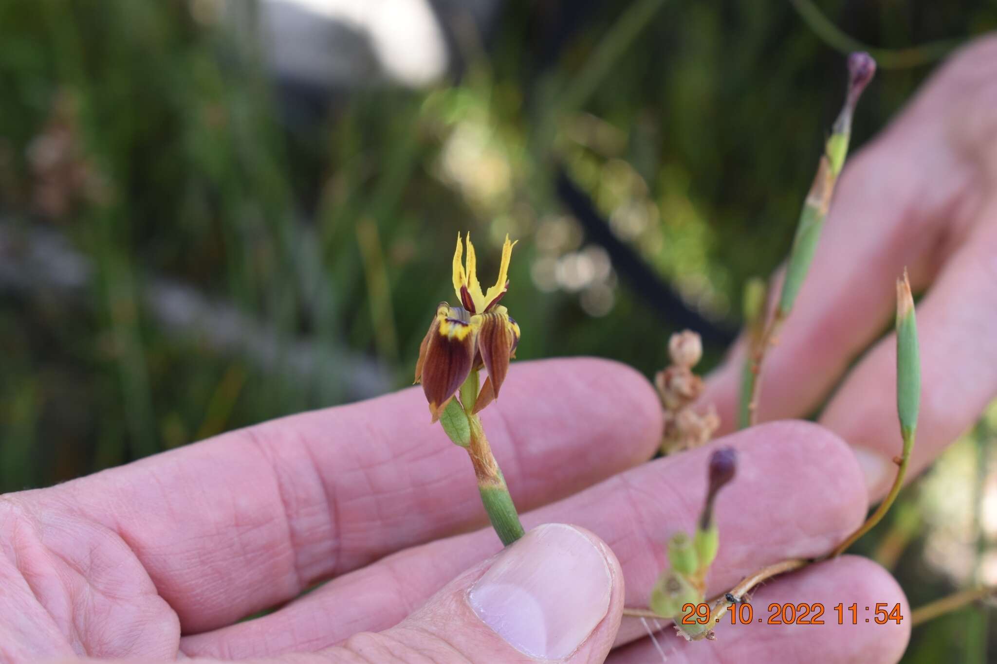 Image of Moraea inconspicua Goldblatt