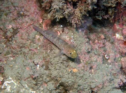 Gobius xanthocephalus Heymer & Zander 1992的圖片