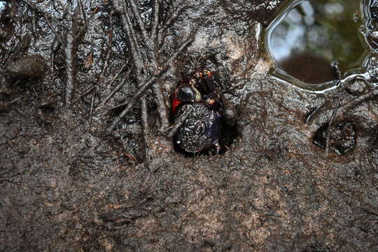 Imagem de Neosarmatium smithi (H. Milne Edwards 1853)